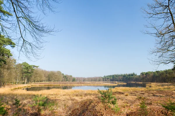 stock image Nature fen in the forest