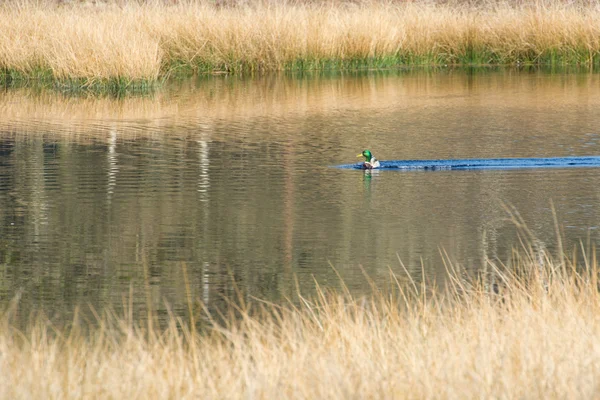 Stock image Nature fen with wild duck