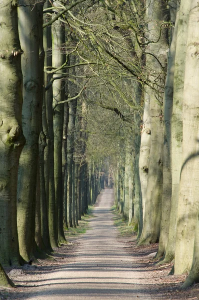 Ormanda uzun şerit — Stok fotoğraf