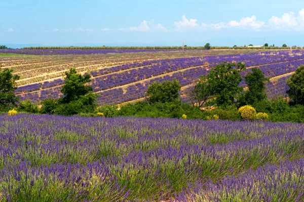 Lavender τους τομείς στη Γαλλία — Φωτογραφία Αρχείου
