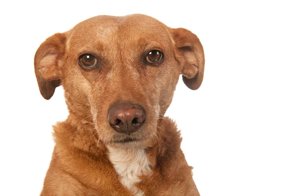 Retrato de cão marrom — Fotografia de Stock