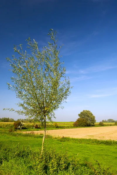 Tree in agriculture landscape — Stock Photo, Image