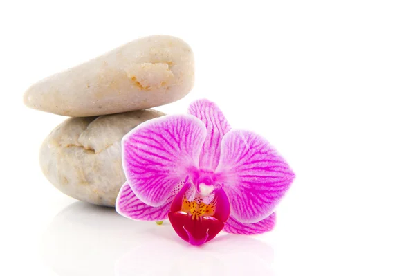Orchidea rózsaszín, fehér kavics — Stock Fotó