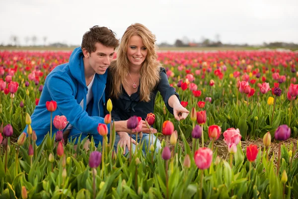 Holandský turistů se škubání tulipány — Stock fotografie