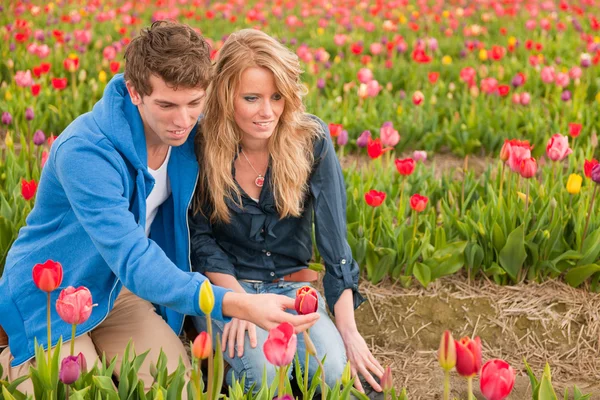 Turistas holandeses estão arrancando tulipas — Fotografia de Stock