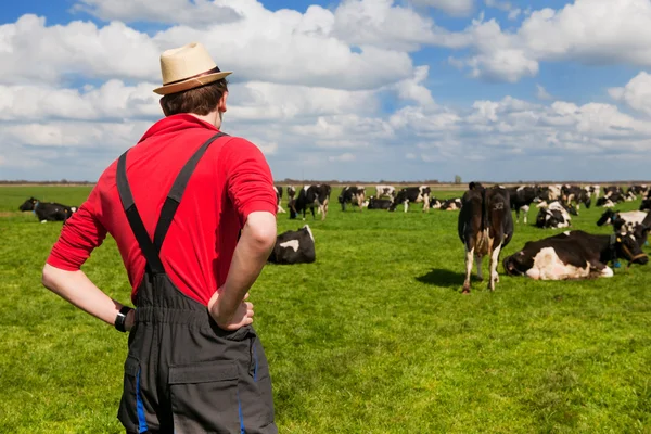 Agricultor con vacas de ganado —  Fotos de Stock