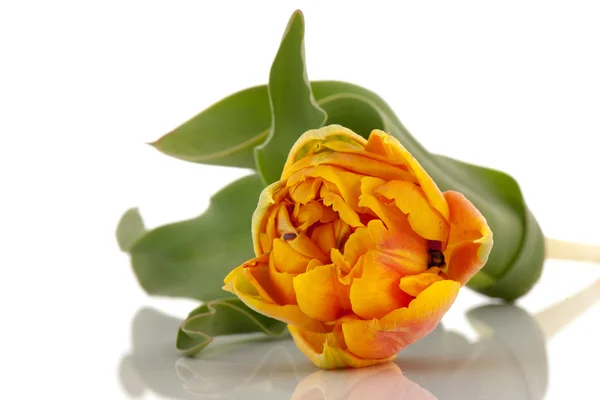 Желтый тюльпан — стоковое фото
