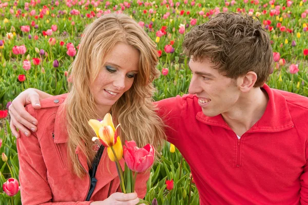 Dutch tourists are plucking tulips — Stock Photo, Image