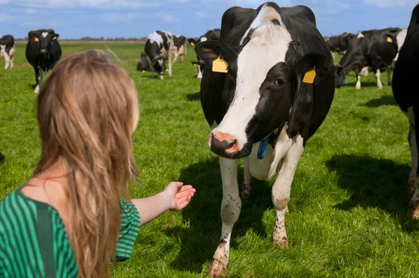 Девочка с голландскими коровами — стоковое фото
