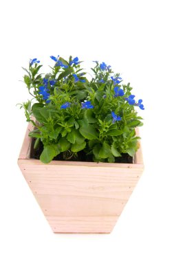 Blue Lobelia in pink pot clipart