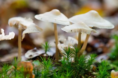 Collybia tuberosa