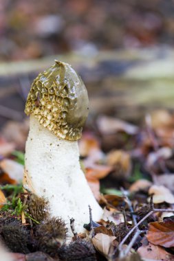 stinkhorn mantar