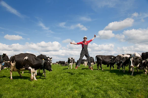 Счастливый фермер в поле с коровами — стоковое фото