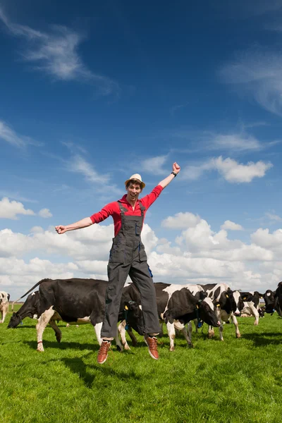 Счастливый фермер в поле с коровами — стоковое фото