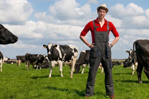Agricultor em campo com vacas — Fotografia de Stock