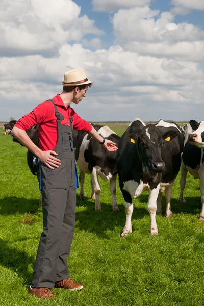 农夫和奶牛在田里 — 图库照片