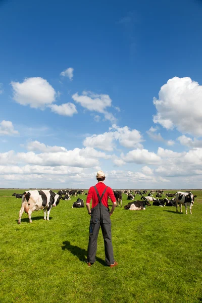 Typical Dutch landscape with farmer and cows — Stock Photo, Image