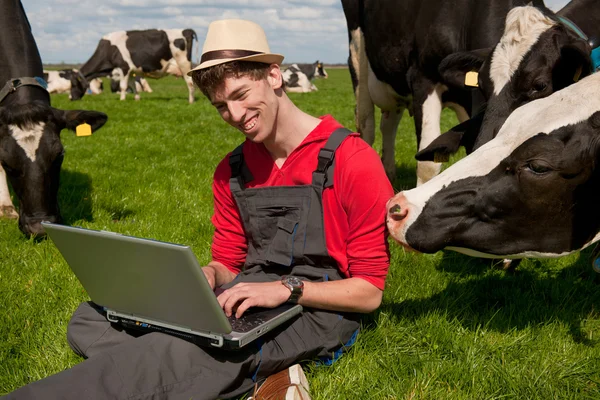 Mladý farmář s laptopem v poli s krávami — Stock fotografie