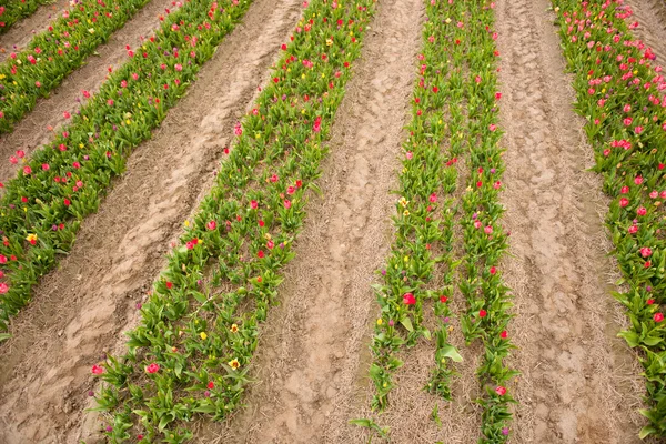 Dutch flower fields — Stock Photo, Image