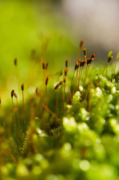 Stock image Moss in macro