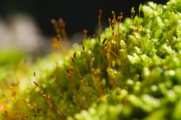 Stock image Moss in macro