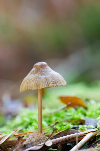 Pilz im Herbst — Stockfoto