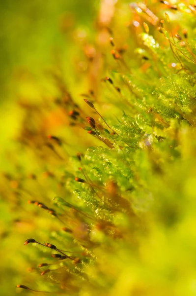 Makro içinde yosun — Stok fotoğraf