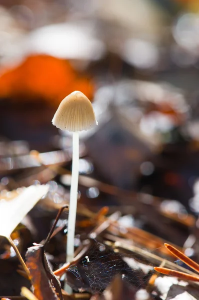 Cogumelo no outono — Fotografia de Stock
