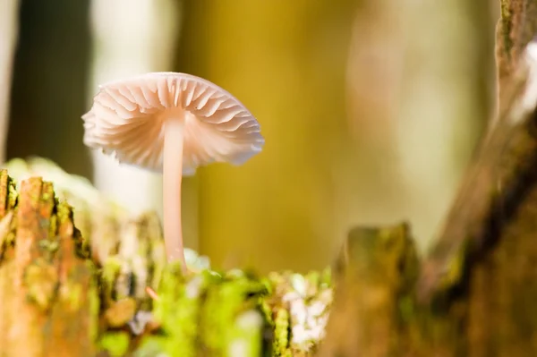 Cogumelo na árvore de outono — Fotografia de Stock