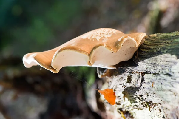 Ganoderma applanatum — Stok fotoğraf