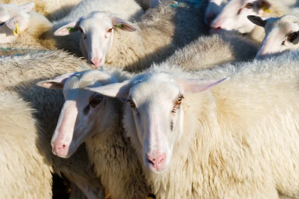 Schapen kudde in Nederland — Stockfoto