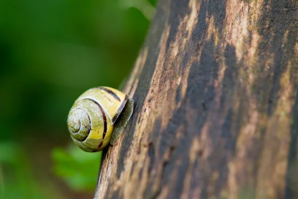 Snail at the tree — Stock Photo, Image
