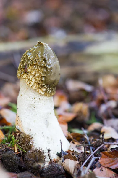 Stinkhorn-sieni — kuvapankkivalokuva