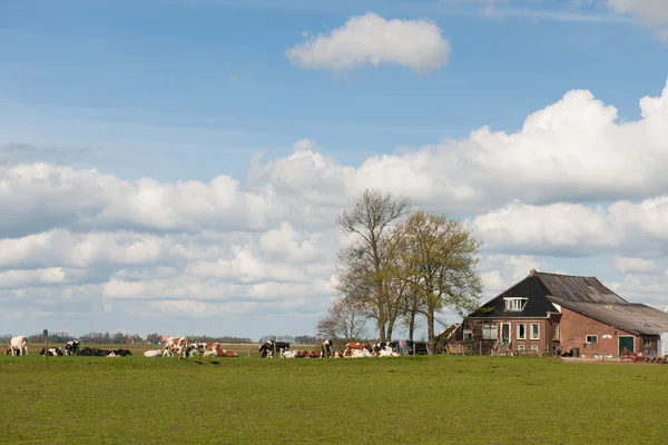 Farmhouse with livestock — Stock Photo, Image