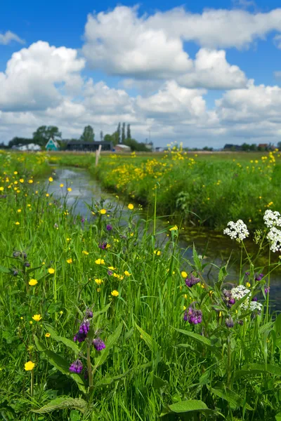 Nederlandse landschap met greppel — Stockfoto