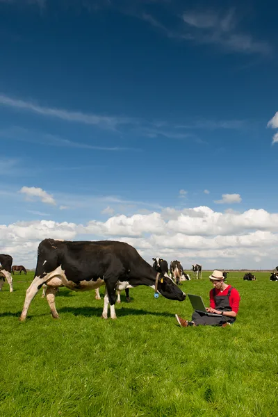 Jovem agricultor com laptop em campo com vacas — Fotografia de Stock