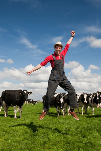 Allevatore felice in campo con mucche — Foto Stock
