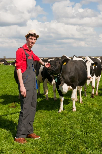 Rolnik na polu z krowami — Zdjęcie stockowe