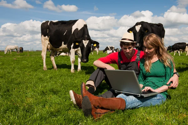 Молода пара фермерів у полі з коровами — стокове фото