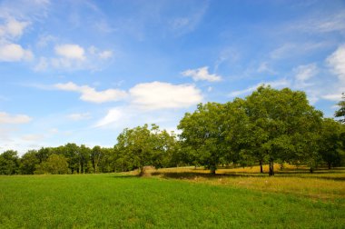 Wallnut trees in France clipart