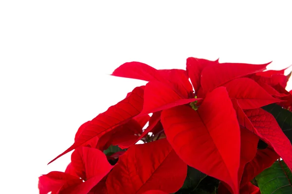 Red and white Poinsettia — Stock Photo, Image