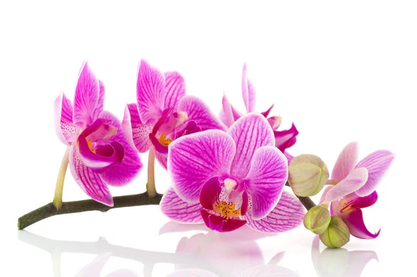 Roze orchid branch — Stockfoto