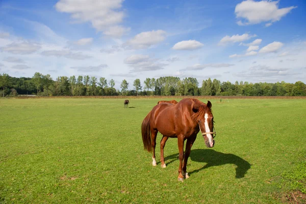 Bruna hästar — Stockfoto