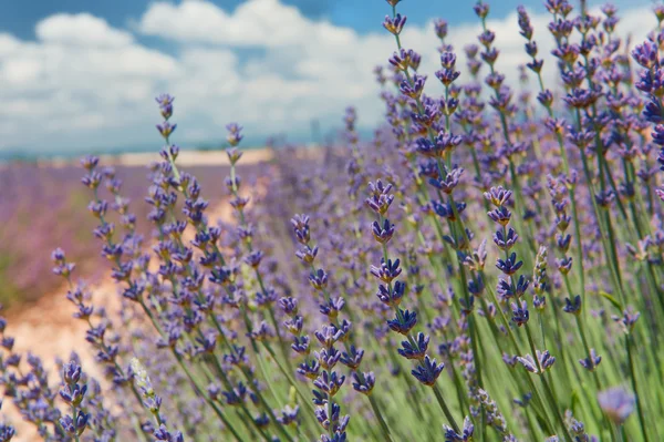 Lavender field in France — Stock Photo, Image