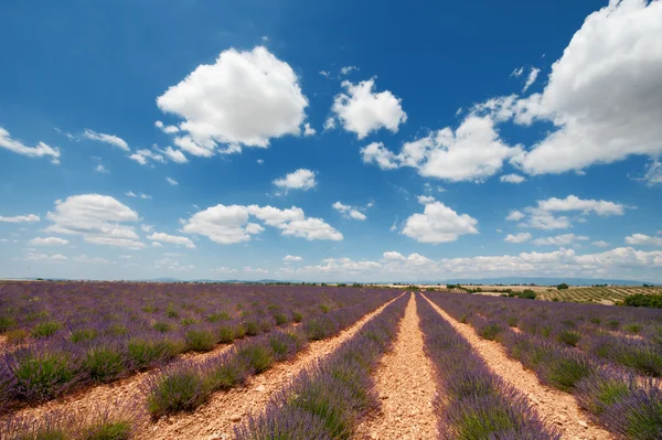 Lavendel fält i Frankrike — Stockfoto