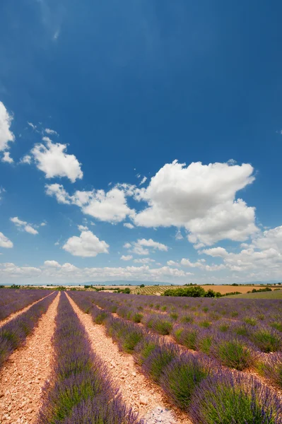 Lavendelfeld in Frankreich — Stockfoto