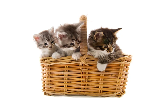 Maine Coon kittens in basket — Stock Photo, Image