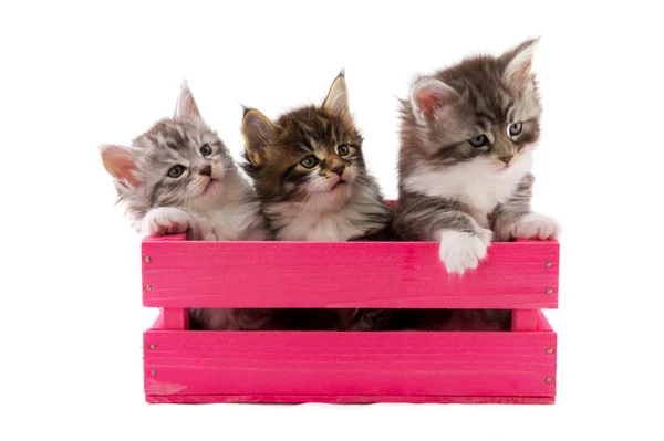 Kleine maine coon-kittens — Stockfoto