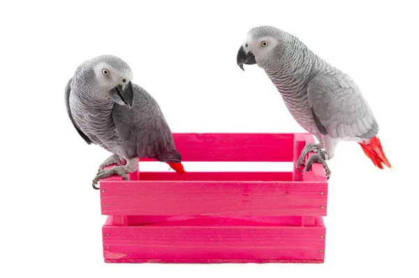 Grå afrikanska papegojor — Stockfoto
