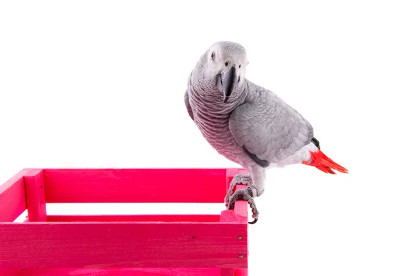 Grey African parrot — Stock Photo, Image